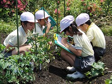 明星小学校