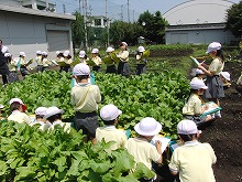 明星小学校