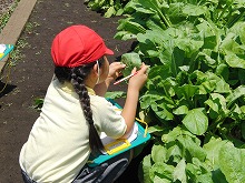 明星小学校