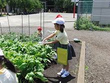 明星小学校